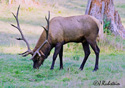 Cervus elaphus roosevelti Merriam